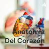 undefined Anatomía Del Corazón