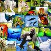 undefined Animales