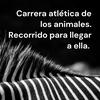 undefined Carrera atlética de los animales. Recorrido para llegar a ella.