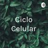 undefined Ciclo Celular