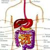 undefined Clase: Sistema Digestivo Humano
