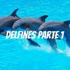 undefined Delfines parte 2