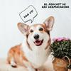 undefined DOG!US
