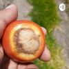 undefined El Calcio en Las Plantas
