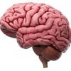 undefined El Cerebro Humano