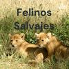 undefined Felinos Salvajes