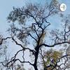 undefined Forest Sounds