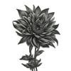 undefined La Dalia Negra