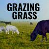 undefined Grazing Grass Podcast sharing Regenerative Ag Stories