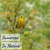 undefined Immersed In Nature: Nature Sounds for Sleep and Relaxation