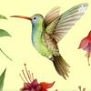 undefined LA LEYENDA DEL COLIBRÍ MAYA