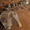 undefined Paleontología