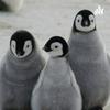 undefined Pingüinos