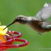 undefined Proyecto Colibrí🥺