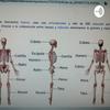 undefined Huesos Que Conforman El Sistema Oseo