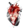 undefined Sistema Cardiovascular
