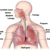 undefined Sistema respiratório