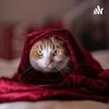 undefined Temas Variados
