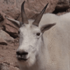 undefined The Mountain Goat Gang podcast