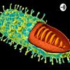 undefined Virus de la Rabia