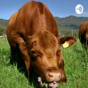 Podcast Alimentación Bovina