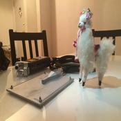Podcast Alpaca Party