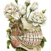 Podcast Anatomía Dental - Funciones del Aparato Masticatorio y Dientes