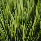 Podcast April 25 The Grass Springs Up From The Earthly Ground