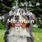 Podcast Bernese Mountain Dog