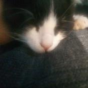 Podcast Camino A La Popularidad