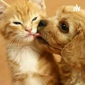 Podcast Cuidado De Los Gatos y Los Perros
