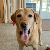 Podcast Customer training presentation