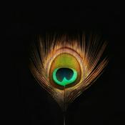 Podcast Daily Feathers