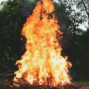 Podcast Deforestaion