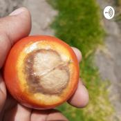 Podcast El Calcio en Las Plantas