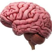 Podcast El Cerebro Humano