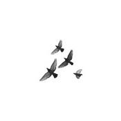 Podcast El pájaro plateado