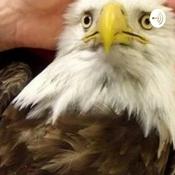 Podcast Freedom Fries