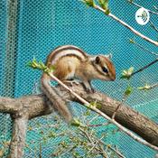 Podcast fumi-desafiar