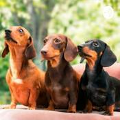 Podcast Los perros salchichas