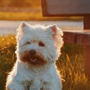 Podcast Jan 9 My Dog Is Digging A Big Hole In Th