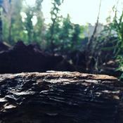 Podcast Las paginas negras