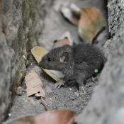 Podcast March 14 I'm But A Mouse In A Simple