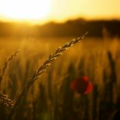 Podcast Música para un nuevo día. Episodio 1