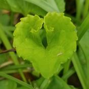 Podcast NaturopathyWithM