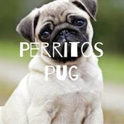 Podcast Perritos pug