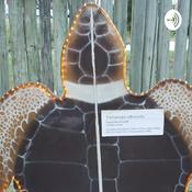 Podcast Podcast Sergipe