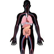 Podcast Random Anatomy