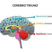 Podcast Resumen El Cerebro Triuno