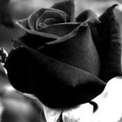 Podcast ROSAS NEGRAS